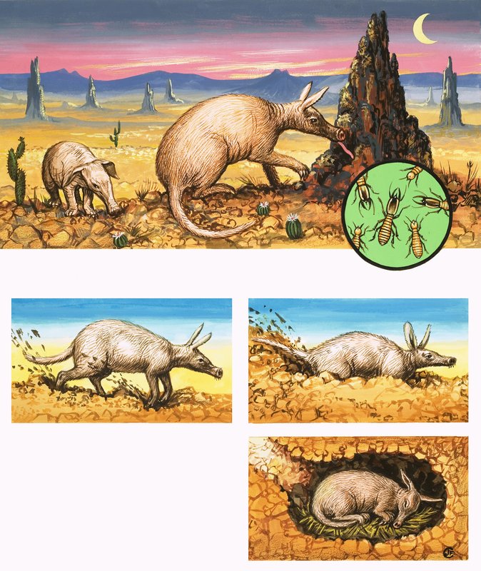 El asombroso aardvark de English School