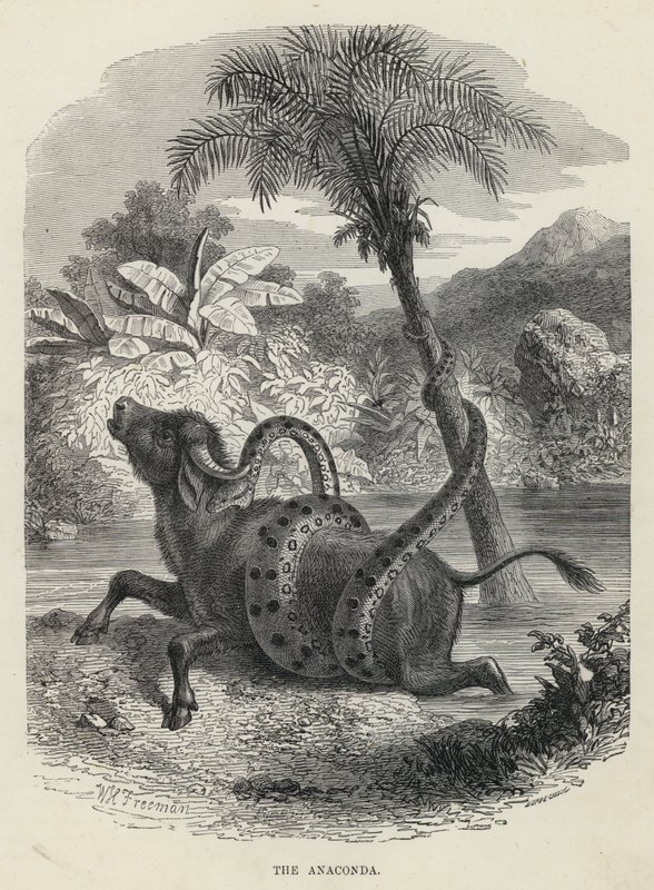 La Anaconda (grabado) de English School