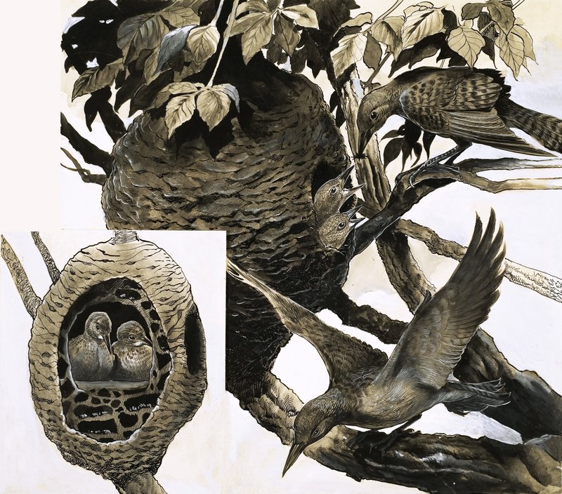La hormiga y el pájaro carpintero de English School
