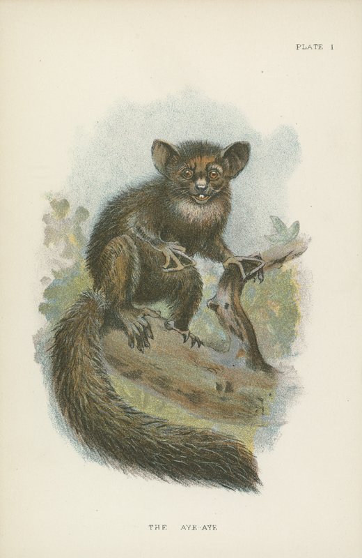 El aye-aye de English School