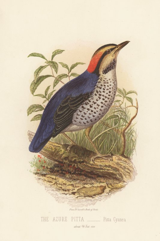 La Pitta Azur, Pitta Cyanea (litografía en color) de English School