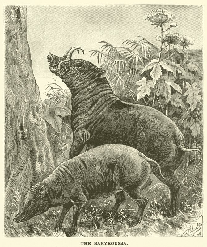 El babirusa de English School