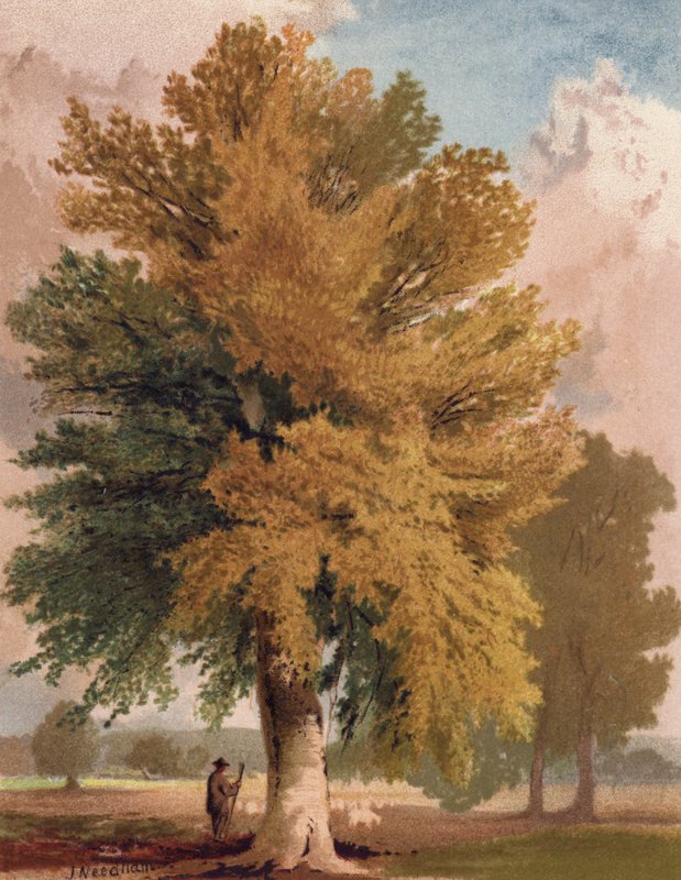 El haya a principios de otoño (litografia en color) de English School