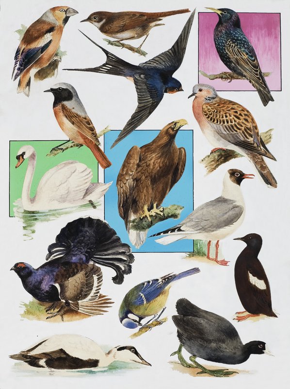 Los pájaros de Gran Bretaña de English School
