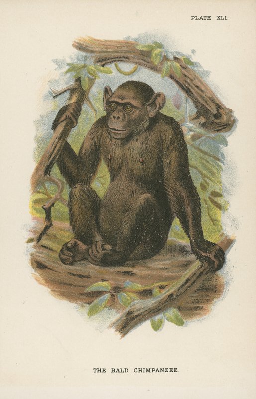 El chimpancé calvo de English School