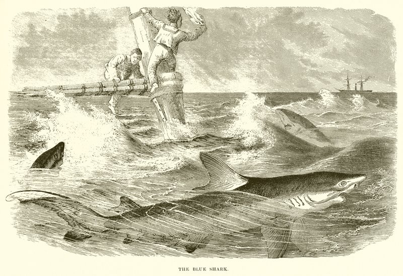 El Tiburón Azul de English School