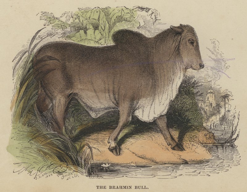 El Toro Brahmán (grabado coloreado) de English School