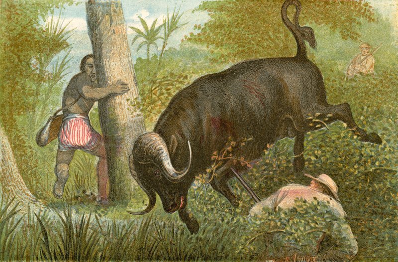 El Búfalo - 