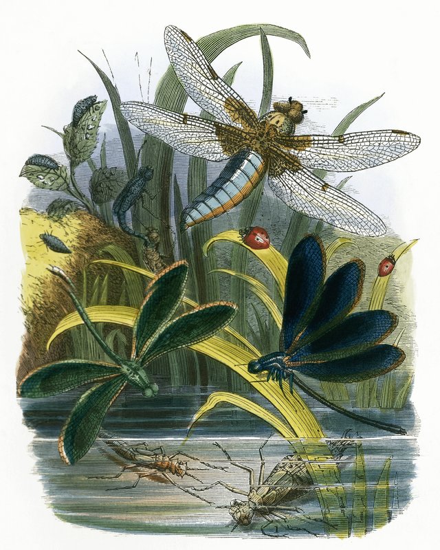 El vivario de mariposas de English School