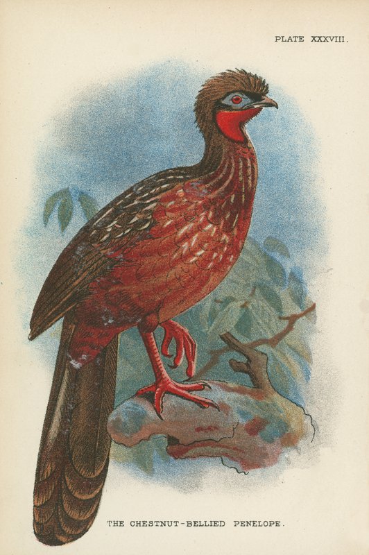 La Penélope de Pecho Castaño de English School