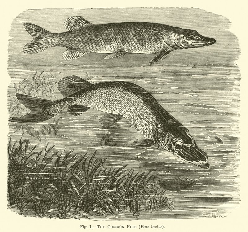 El lucio común, Esox lucius de English School