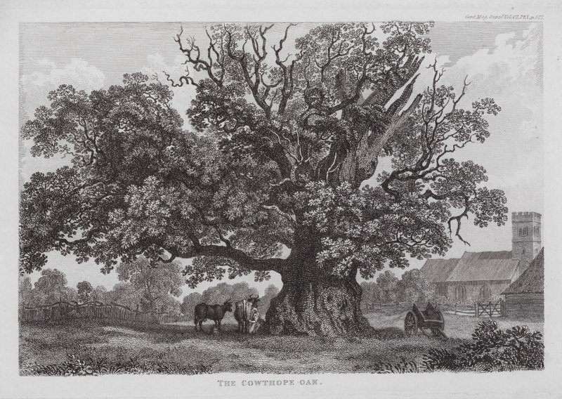 El roble de Cowthope (grabado) de English School