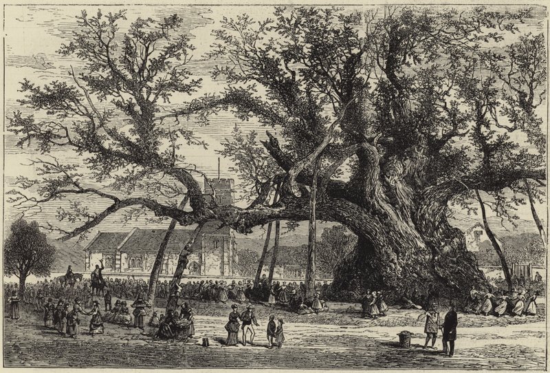 El roble de Cowthorpe de English School