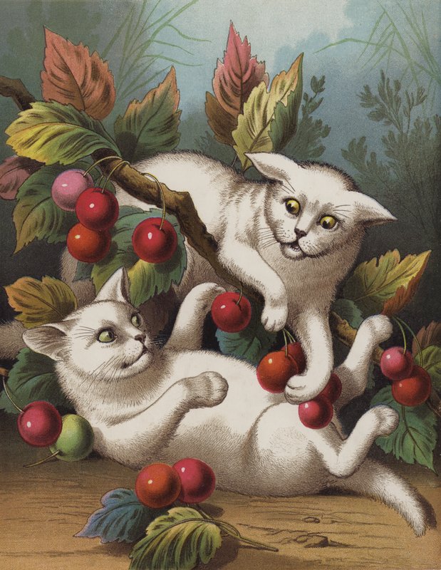 El gatito cruzado (chromolitho) de English School