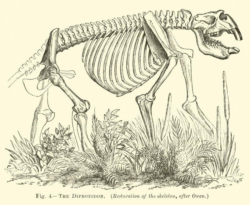 El Diprotodon de English School