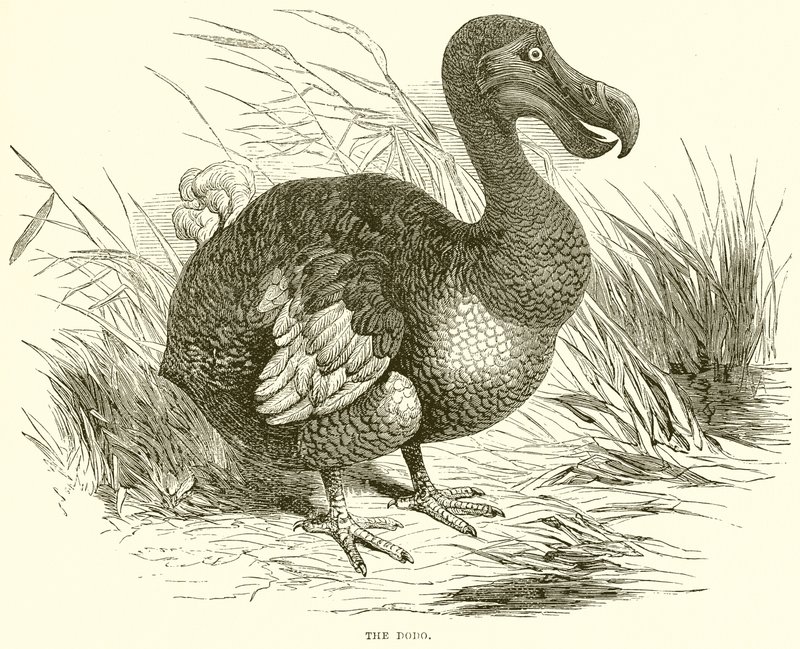 El Dodo de English School