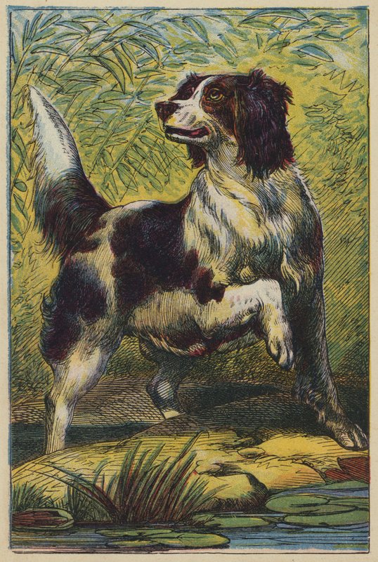 El perro (litografía en color) de English School
