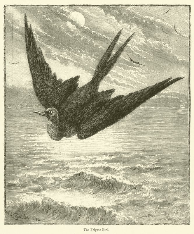 El pájaro fragata (grabado) de English School