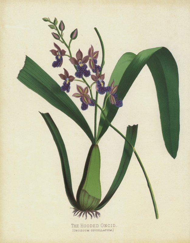 El Oncidio Encapuchado, Oncidium Cuccullatum de English School