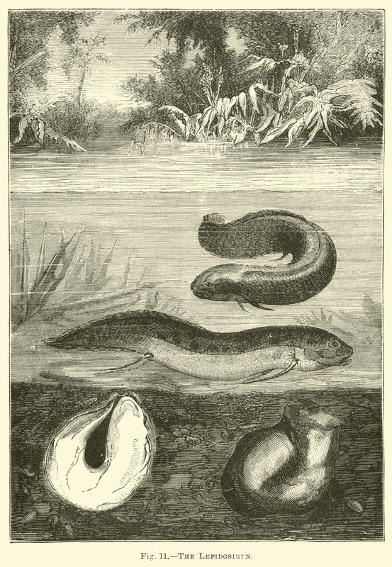 La lepidosirena de English School