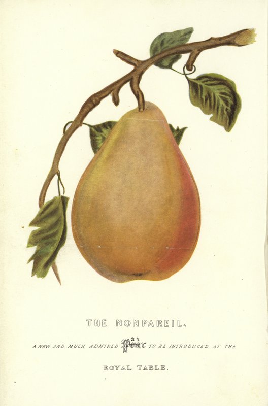 El Nonpareil de English School
