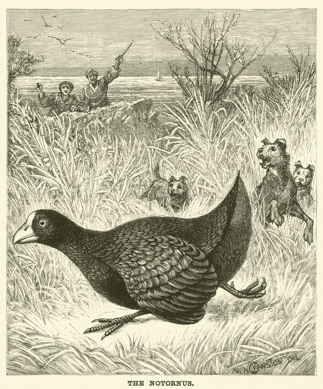 El Notornis (grabado) de English School