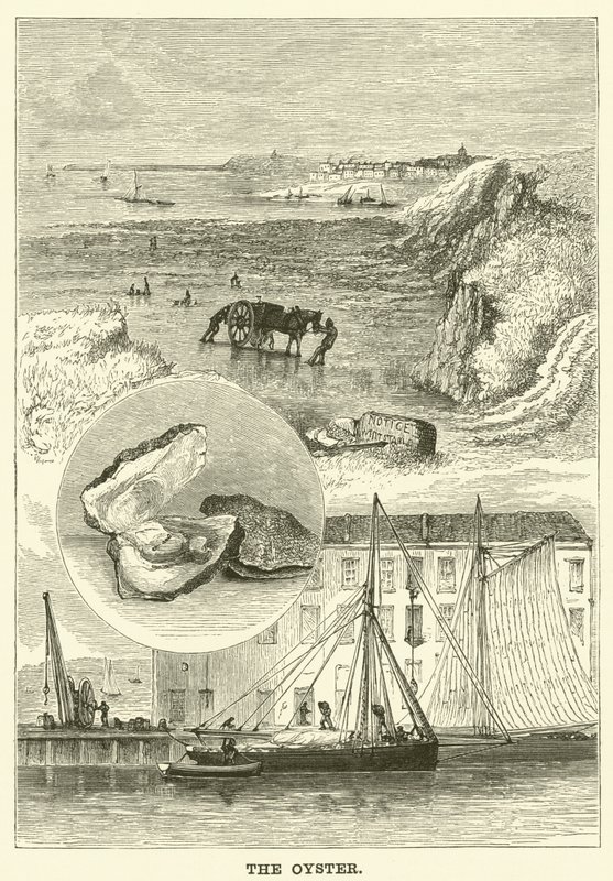 La ostra (grabado) de English School