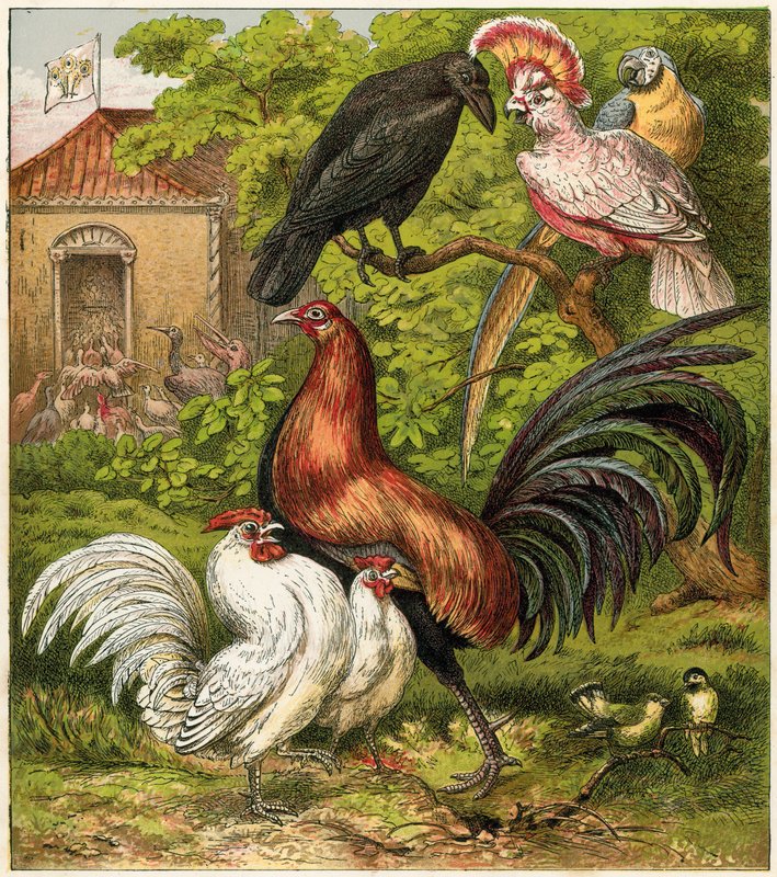 El pavo real en casa de English School