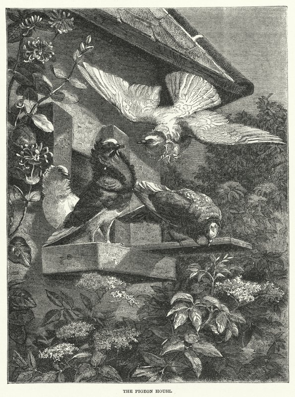 La Casa de las Palomas (grabado) de English School