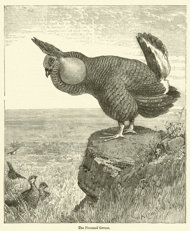 El urogallo pinnado de English School