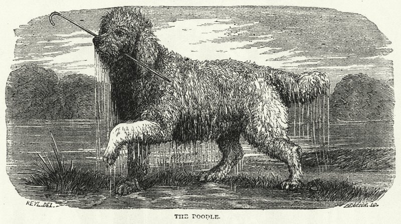 El Caniche (grabado) de English School
