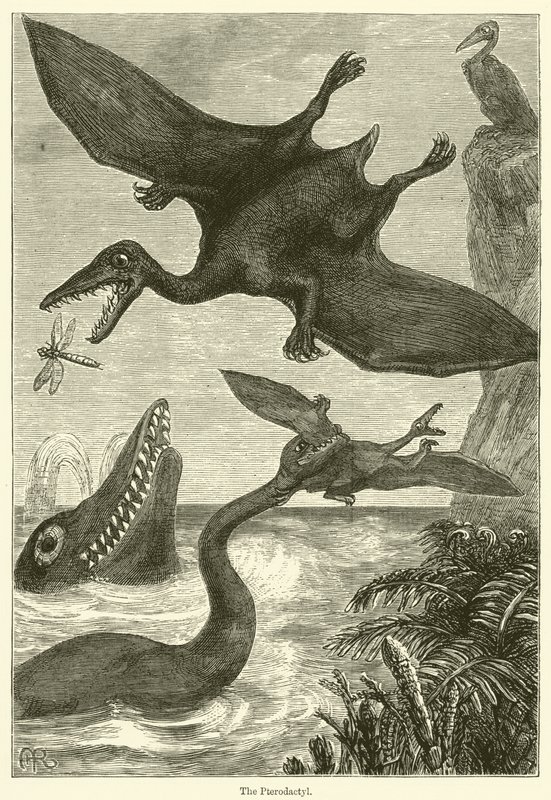 El pterodáctilo (grabado) de English School