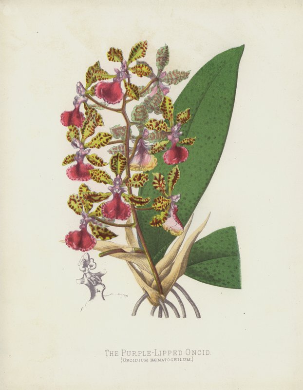 El Oncidio de labios púrpura, Oncidium Haematochilum de English School