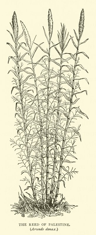 Caña de Palestina, Arundo donax de English School