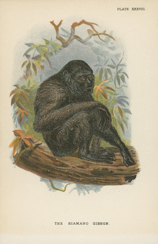El gibón siamang de English School