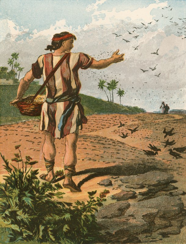 El sembrador de English School
