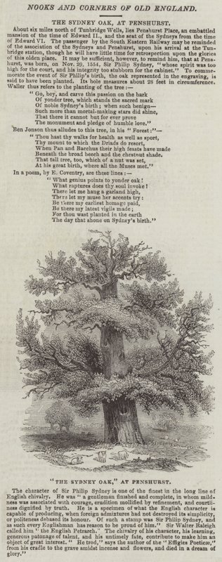 El Roble de Sídney, en Penshurst (grabado) de English School