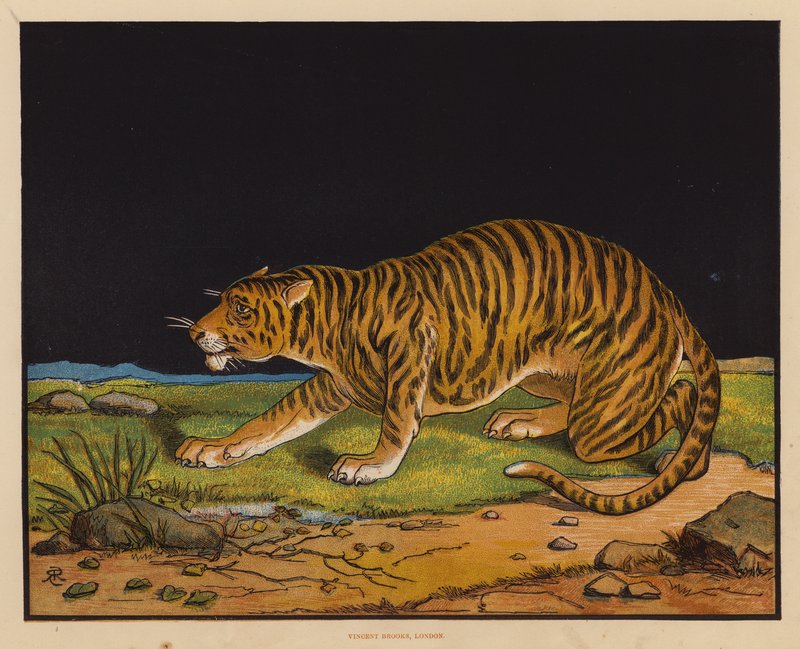 El Tigre (litografía en color) de English School