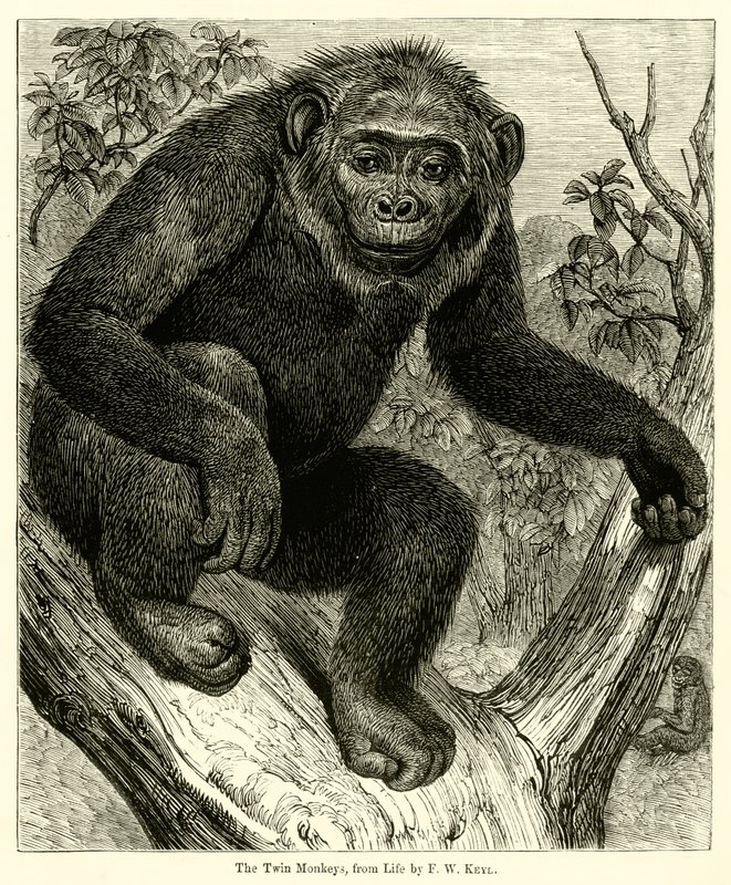 Los monos gemelos, de la vida de English School