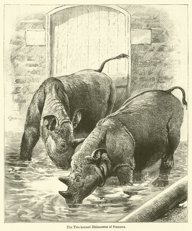 El rinoceronte de dos cuernos de Sumatra de English School