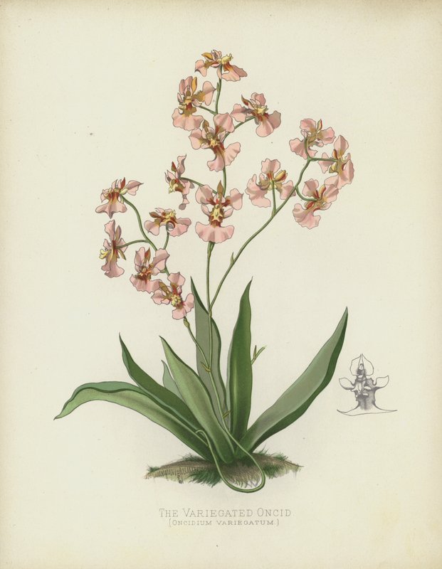 El Oncidio Variegado, Oncidium Variegatum de English School