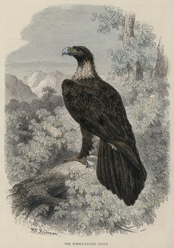 El águila de cola en cuña de English School
