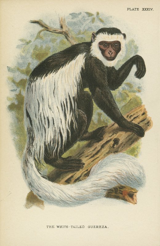 El colobo de cola blanca de English School