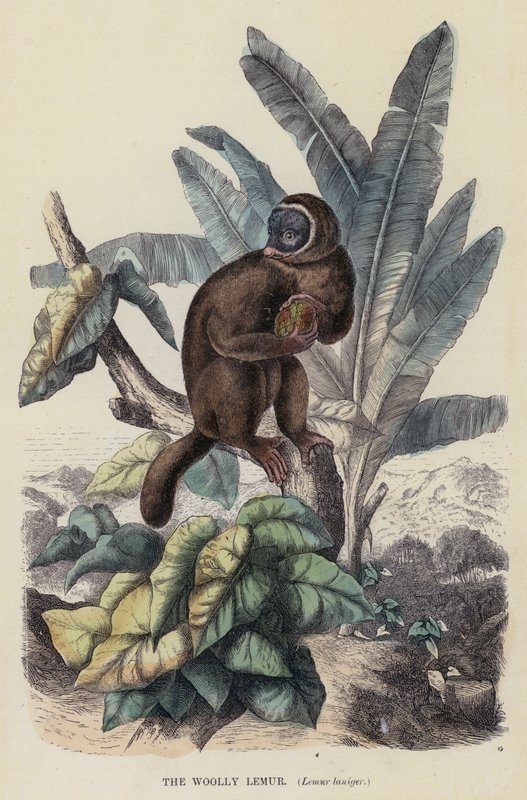 El lémur lanudo, Lemur laniger de English School