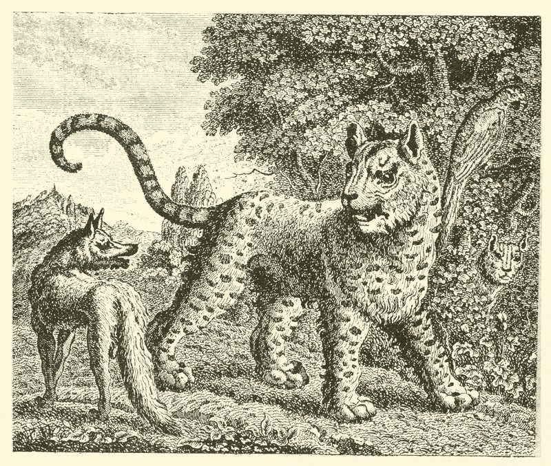 El leopardo y el zorro (grabado) de English School