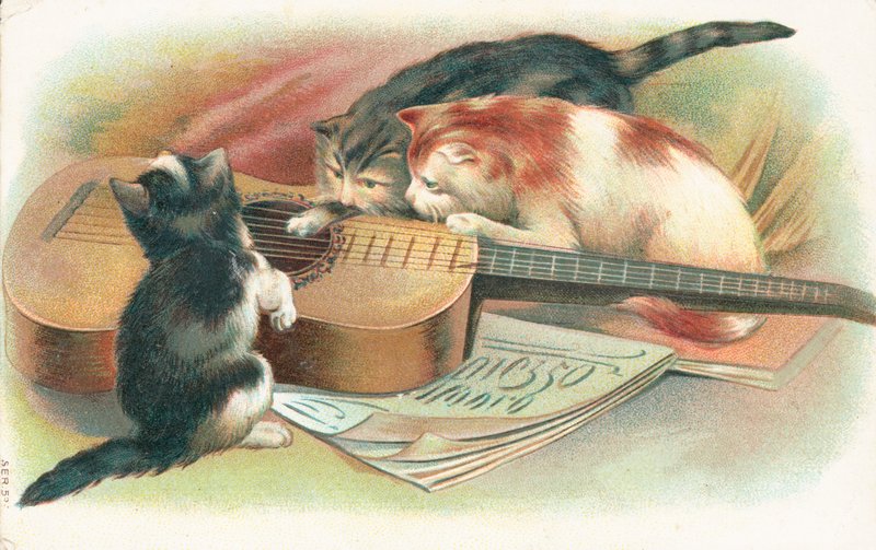 Tres gatos jugando con una guitarra acústica de English School