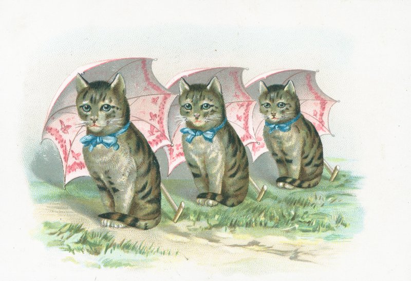 Tres gatos sentados en fila de English School