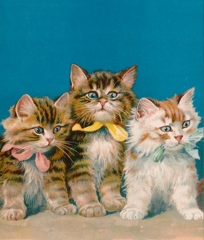 Tres pequeños gatitos de English School
