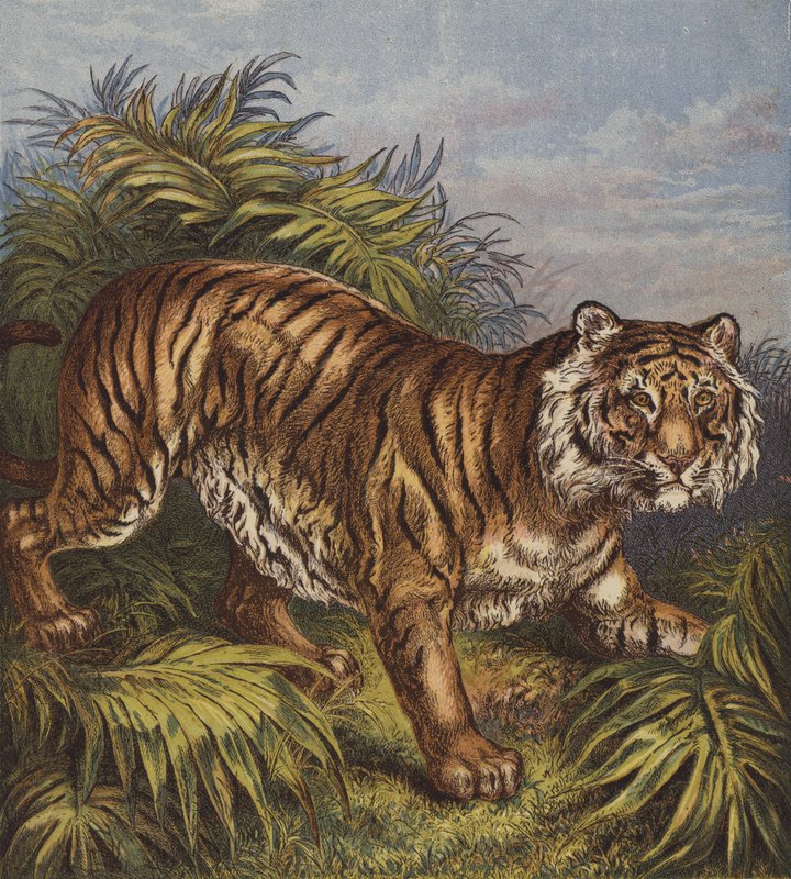 Tigre (litografía en color) de English School