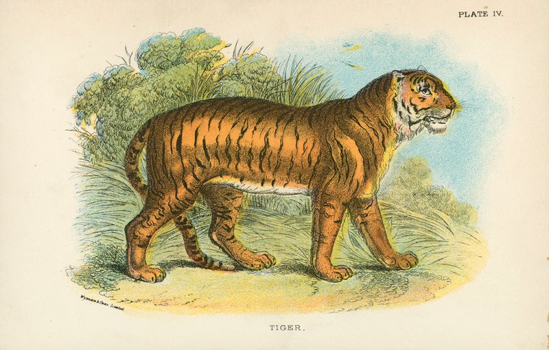 Tigre de English School